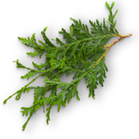 Cedar