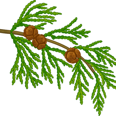 Cypress