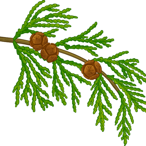 Cypress