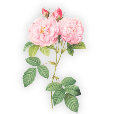 Damask Rose