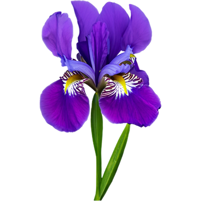 Iris