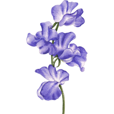 Violet